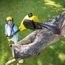 Best Tree and Shrub Care  in Oak Grove, MO